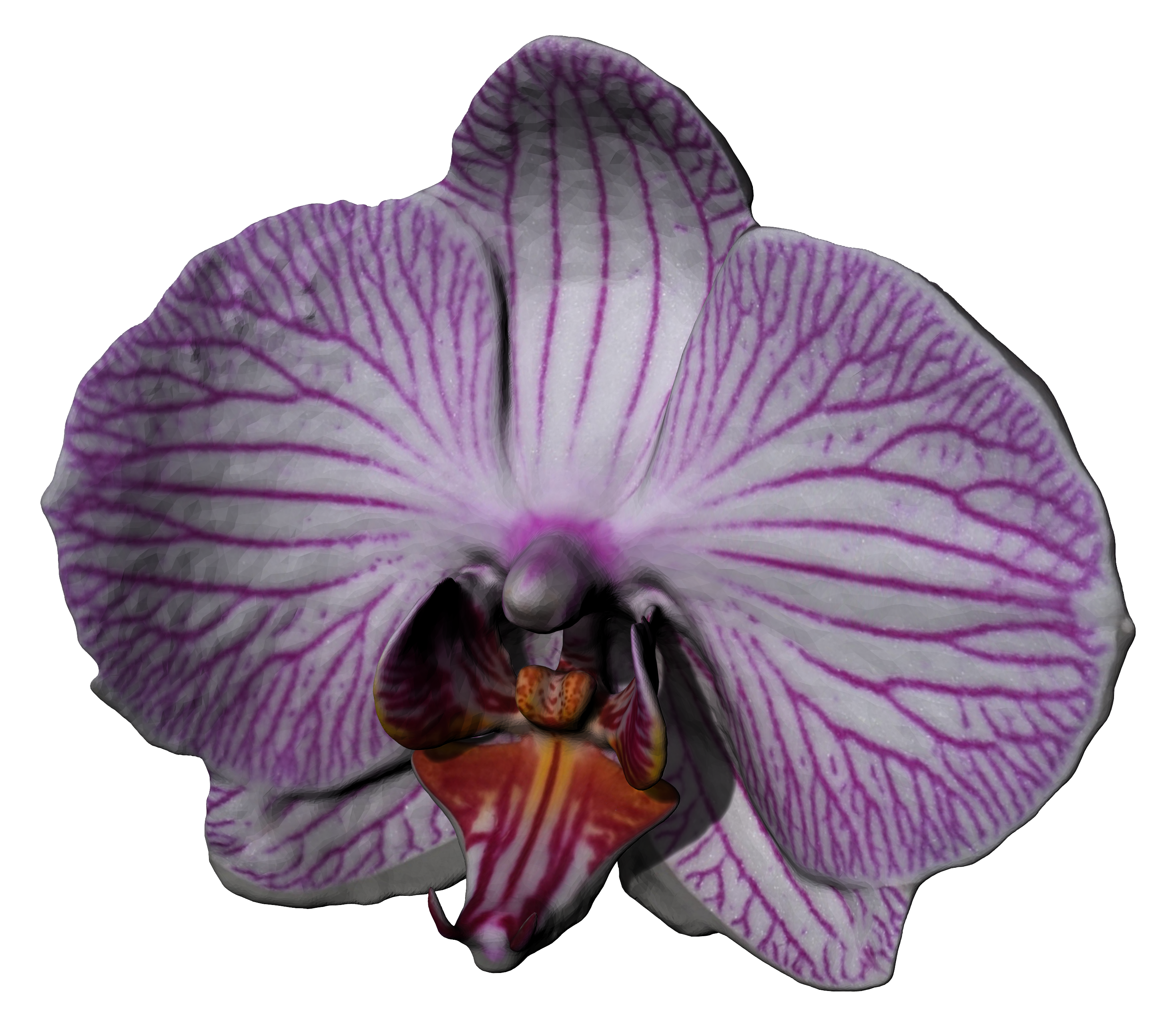 Fiore di orchidea reale, riferimento fotografico