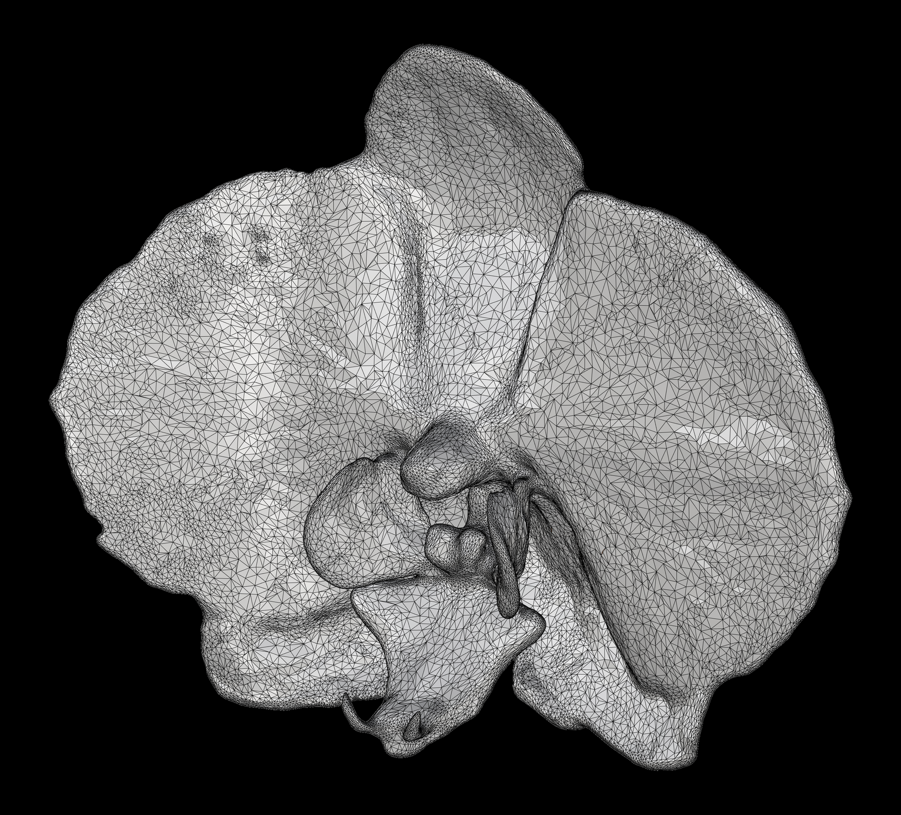 Mesh grezza triangolata da scansione 3D dell'orchidea