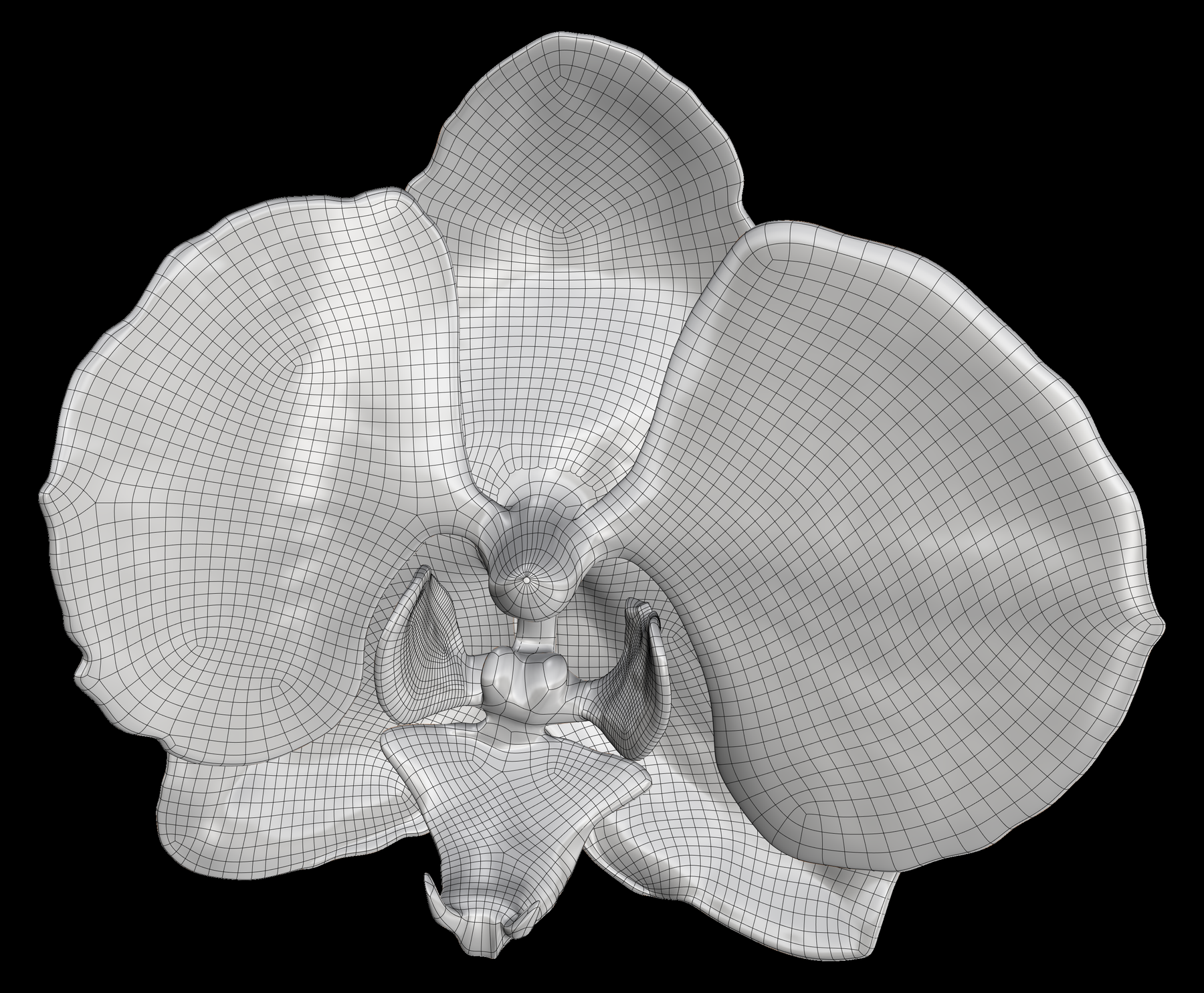Superficie NURBS ricostruita dell'orchidea, vista wireframe