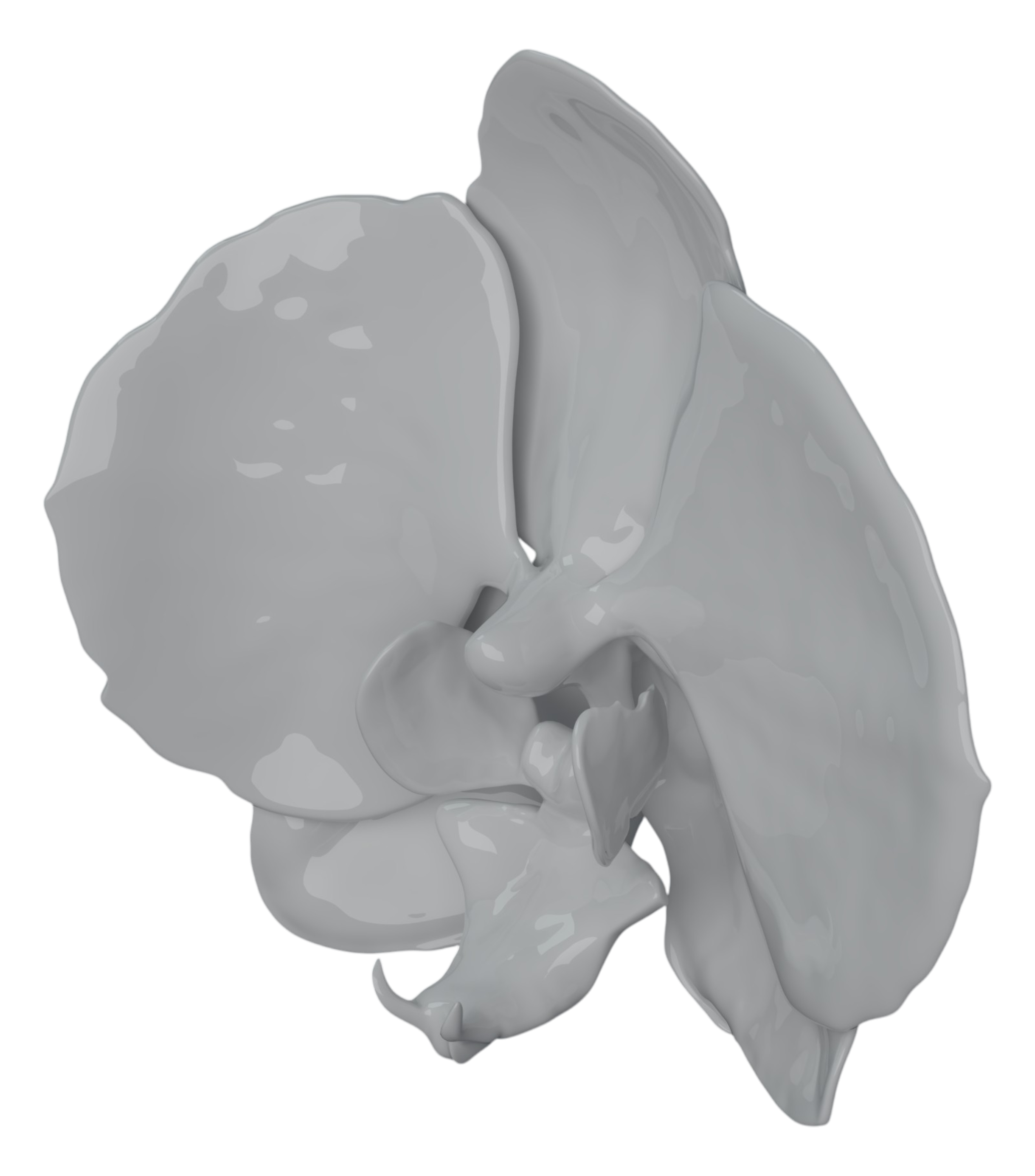 Modello dell'orchidea completato, render pulito pronto per la fusione